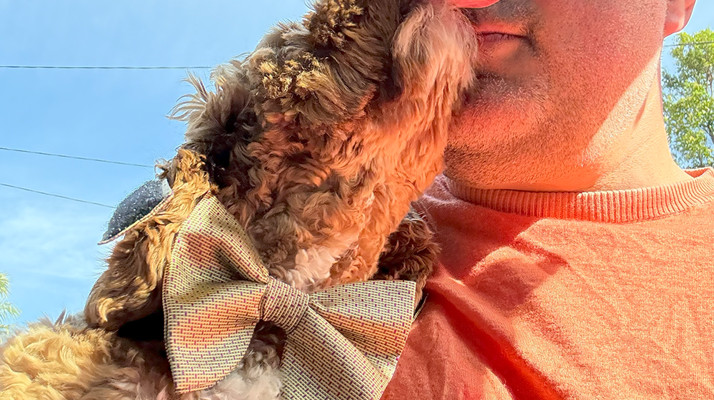 Well, I Finally Did It - A Dog Bow Tie