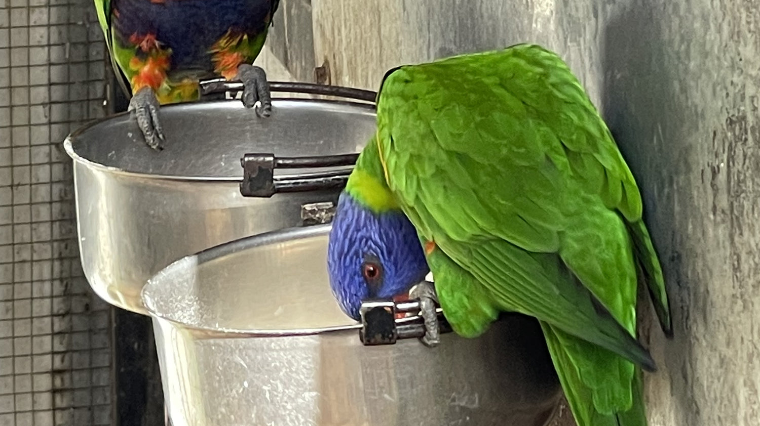 Hunter Valley Zoo