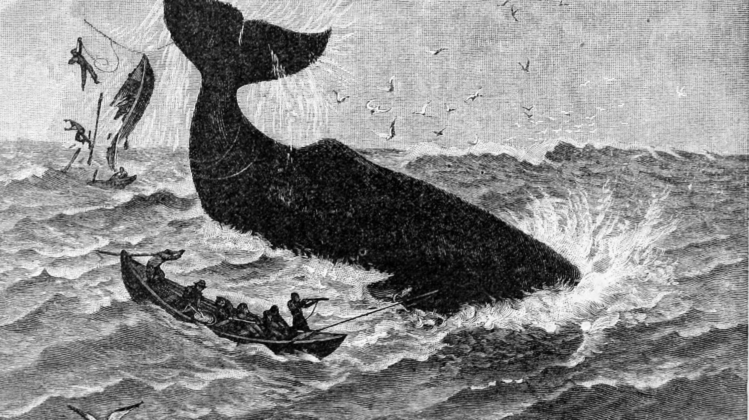 Ambergris – The Truffle Of The Ocean