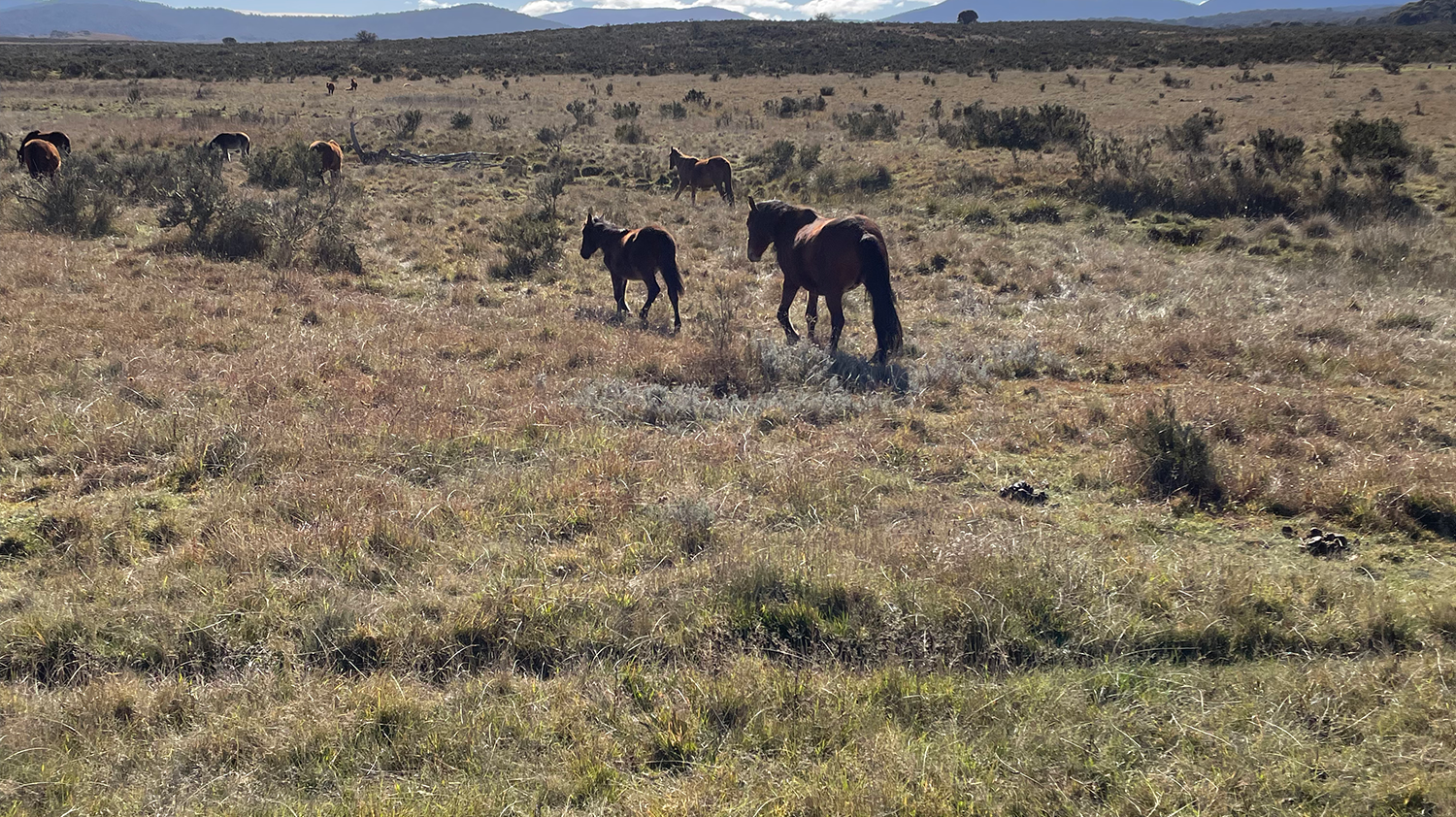 THE WILD BRUMBIES OF THE SNOWY MOUNTAINS OF AUSTRALIA