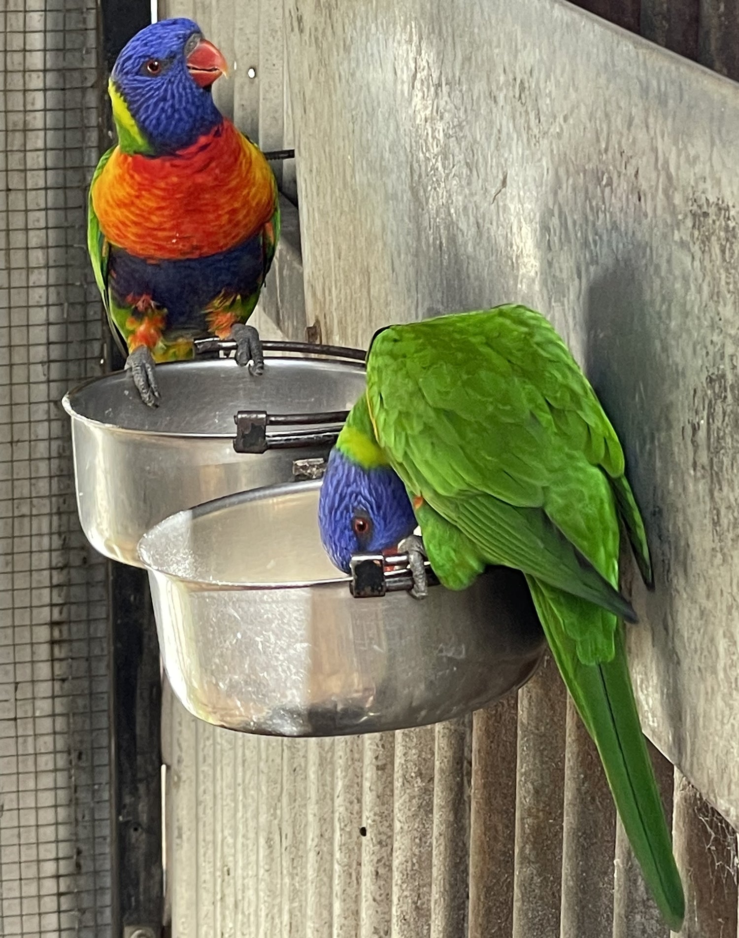 Hunter Valley Zoo