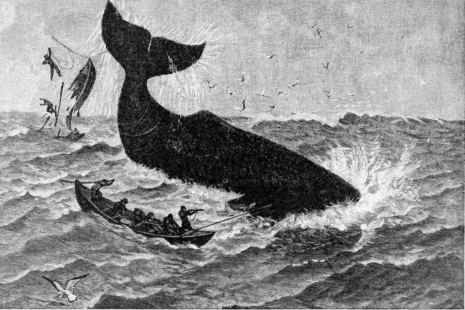 Ambergris – The Truffle Of The Ocean