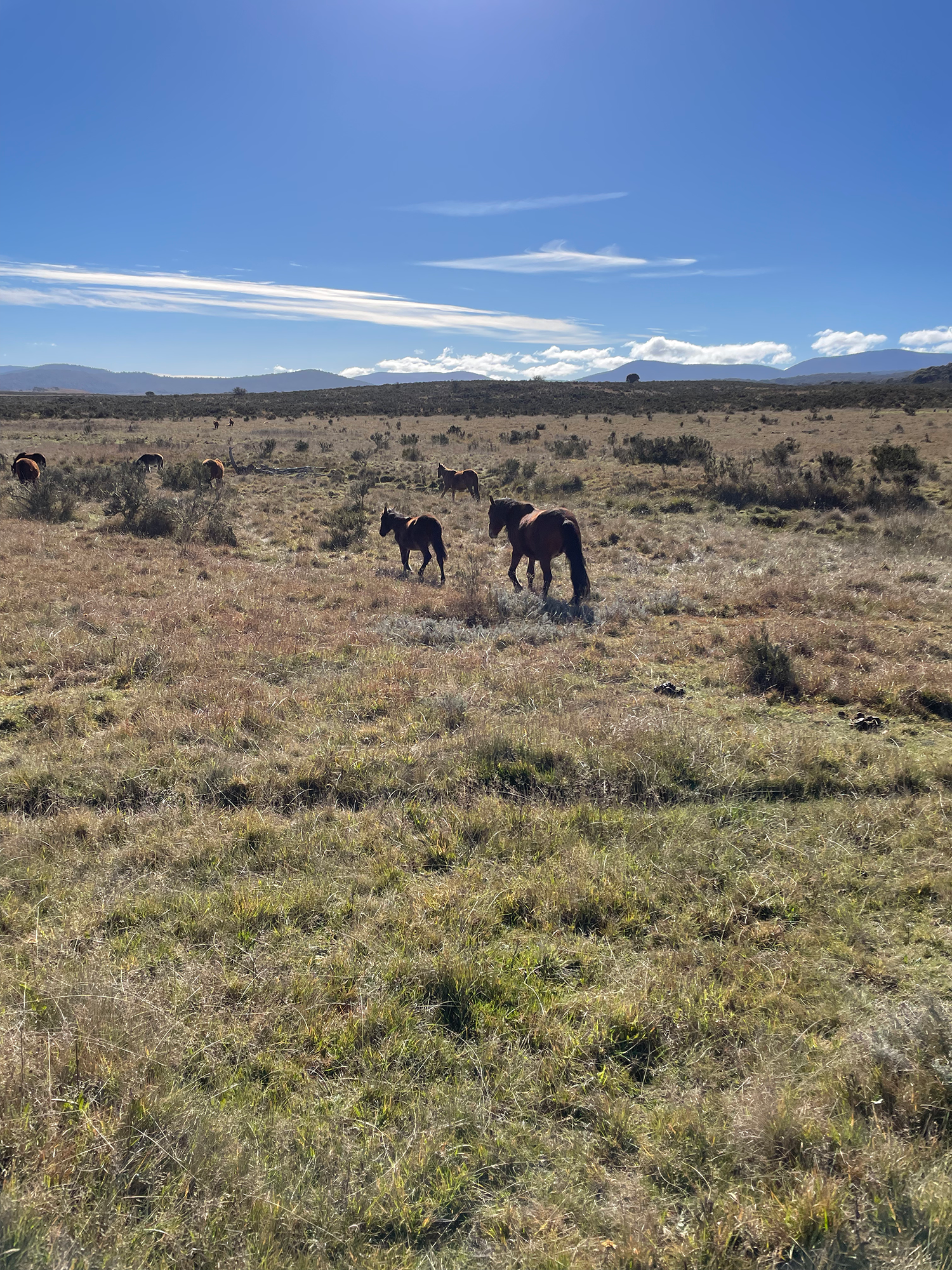 THE WILD BRUMBIES OF THE SNOWY MOUNTAINS OF AUSTRALIA